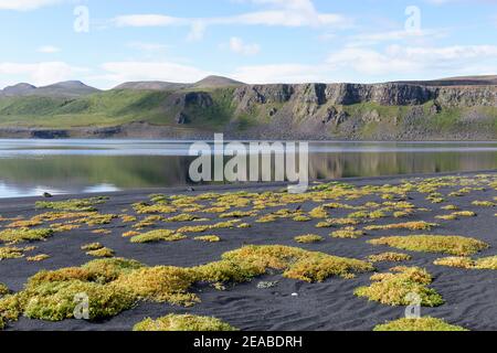 Salztolerante Pflanzen (Halyphyten) in der Bucht bei Lonslon in der nördlich von Island Stockfoto