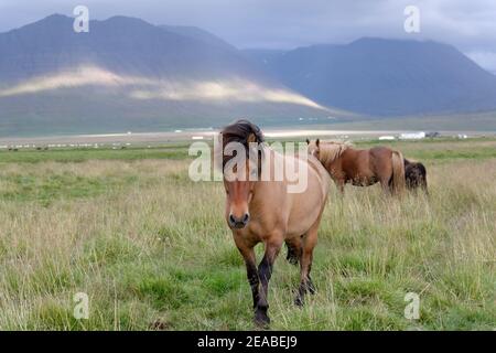 Islandpferde (Equus ferus caballus), Dun, Litla A, Akureyri, Nordisland Stockfoto