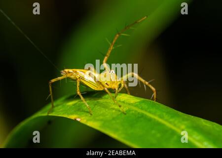 Springende Spinnen (Viciria praemandibularis) Stockfoto