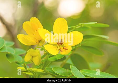 Geschlossene gelbe Blume American Cassia oder Golden Wonder Stockfoto