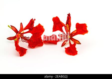 Bunt von Pfauenschaufelblätter Blumen oder Caesalpinia pulcherrima (L.) SW. Blumenstapel auf weißem Hintergrund Stockfoto