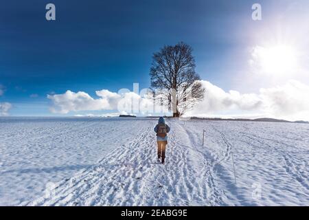 Frau wandert im Winter zu einem Baum Stockfoto