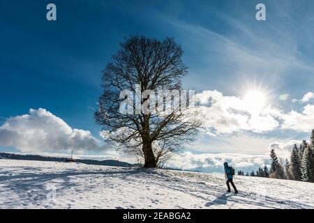 Frau wandert im Winter zu einem Baum Stockfoto