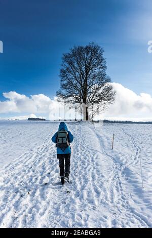 Frau wandert im Winter zu einem Baum Stockfoto