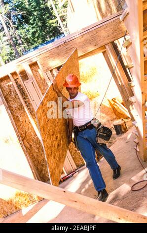 Ein Bauarbeiter, der ein Blatt Wafer Board auf einer Baustelle trägt. Stockfoto