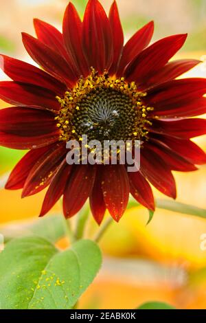 Sonnenblume, Rote Sonnenblume, Helianthus annuus Stockfoto