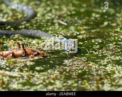 Grassnatter, Natrix natrix Stockfoto