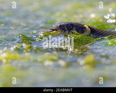 Grassnatter, Natrix natrix Stockfoto