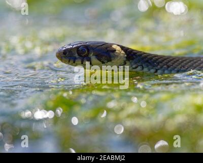 Grassnatter, Natrix natrix Stockfoto