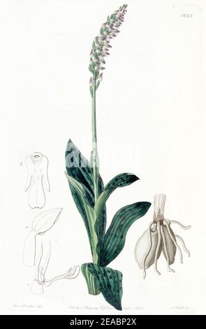 Neotinea maculata (als Aceras secundiflorum) - Edwards vol 18 pl 1525 (1832). Stockfoto