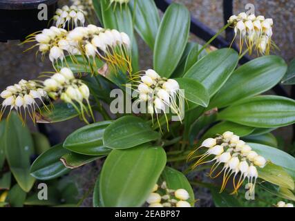 Die winzigen weißen Spinnen Miltoniopsis Orchidee blüht Stockfoto