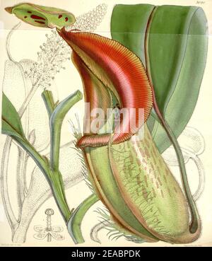 Nepenthes veitchii - Curtis’s Botanical Magazine (1858). Stockfoto