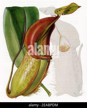 Nepenthes veitchii Curtis's Botanical Magazine 1858. Stockfoto