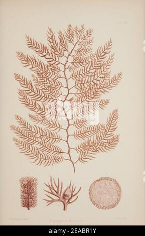 Nereis Australis oder Algen im südlichen Ozean Stockfoto