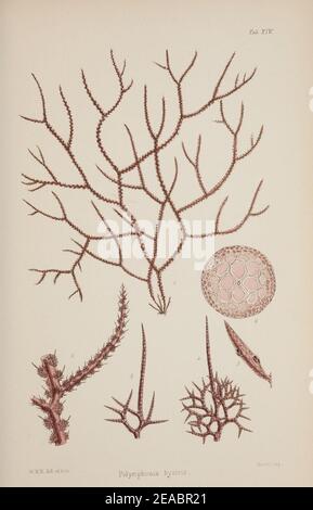 Nereis Australis oder Algen im südlichen Ozean Stockfoto