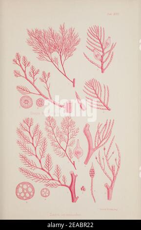 Nereis Australis oder Algen im südlichen Ozean Stockfoto