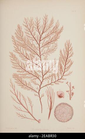 Nereis Australis oder Algen im südlichen Ozean Stockfoto