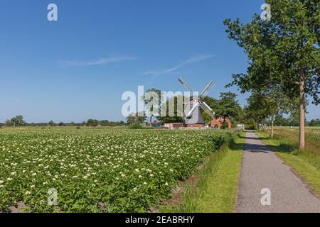 Kartoffelfeld, Windmühle, 'Tjadens Mühle', Südcoldinne, Großheide Gemeinde, im ostfriesischen Kreis Aurich, Niedersachsen, Stockfoto