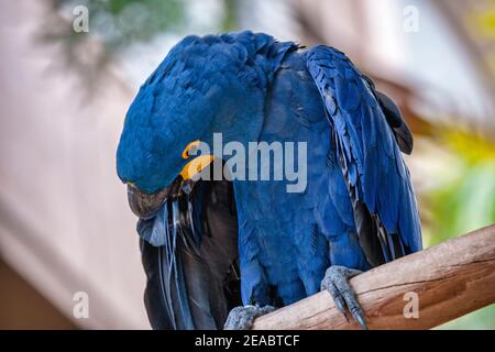 Ein Hyazinth-Ara-Papagei preens selbst auf Jungle Island in Miami, Florida. Stockfoto