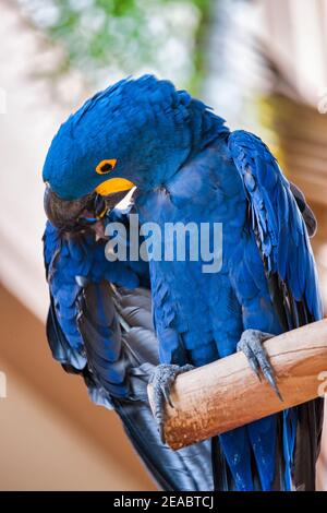 Ein Hyazinth-Ara-Papagei preens selbst auf Jungle Island in Miami, Florida. Stockfoto