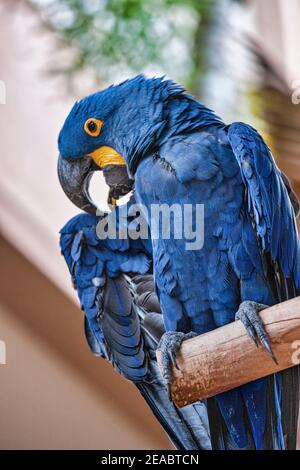 Ein Hyazinth-Ara-Papagei preens selbst auf Jungle Island in Miami, Florida. Stockfoto