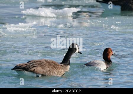 Kanada Gänse in hellen Wintertag am See Stockfoto