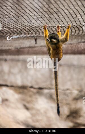 Ein mittelamerikanischer Eichhörnchen-Affe auf Jungle Island in Miami, Florida. Stockfoto