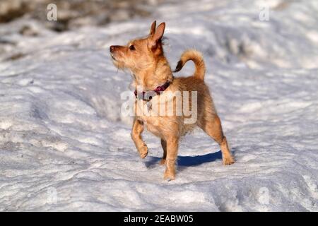 Jack Russel Terrier Kreuz Stockfoto