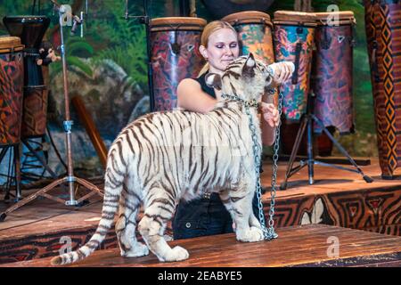 Ein junger Tiger wird im Parrot Theater auf Jungle Island in Miami, Florida mit einer Flasche gefüttert. Stockfoto