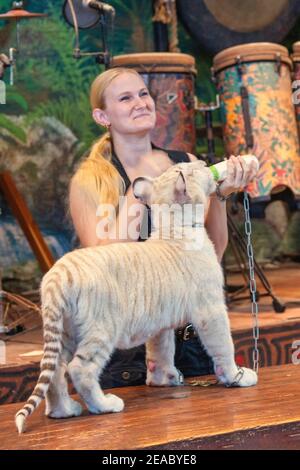 Ein junger Tiger wird im Parrot Theater auf Jungle Island in Miami, Florida mit einer Flasche gefüttert. Stockfoto