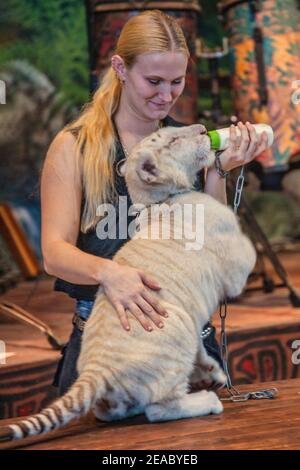 Ein junger Tiger wird im Parrot Theater auf Jungle Island in Miami, Florida mit einer Flasche gefüttert. Stockfoto