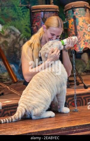 Ein junger Tiger wird im Parrot Theater auf Jungle Island in Miami, Florida mit einer Flasche gefüttert. Stockfoto