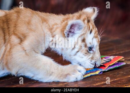 Ein Tiger-Junge spielt mit einem Spielzeug im Parrot Theater auf Jungle Island in Miami, Florida. Stockfoto