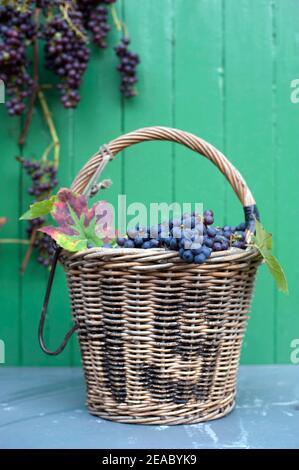 Weinlese Stockfoto