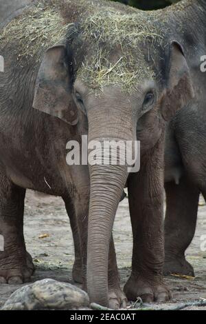 Weiblich Asiatisch Elefant Mit Spaß Spielen Mit Sie Essen Chester Zoo 2018 Stockfoto