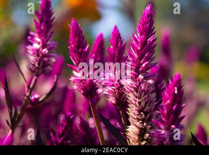 Wunderschöne Magenta Celosia in den University Alberta Devonian Gardens 2020 Stockfoto