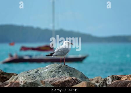 Eine Möwe auf einem Felsen mit einer Yacht und seascape im Hintergrund Stockfoto