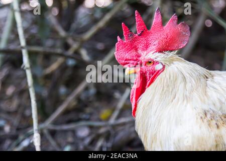 Hahn auf der Suche nach dem anderen Hahn Stockfoto