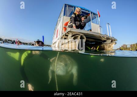 Florida Manatee (Trichechus manatus latirostris) und Schnorchler, Halbschuss, Kings Bay, Crystal River, Citrus County, Florida, USA Stockfoto