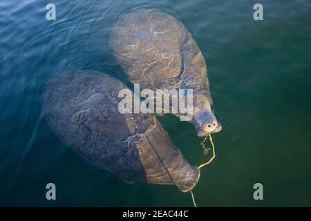 Florida Seekühe (Trichechus manatus latirostris) spielen mit Ankerseil im Mund, Kings Bay, Crystal River, Citrus County, Florida, USA Stockfoto