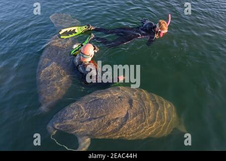 Florida Manatee (Trichechus manatus latirostris) und Schnorchler, Kings Bay, Crystal River, Citrus County, Florida, USA Stockfoto