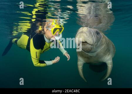 Florida Manatee (Trichechus manatus latirostris) und Schnorchler, Homosassa River, Homosassa Springs, Wildlife State Park, Citrus County, Florida, USA Stockfoto