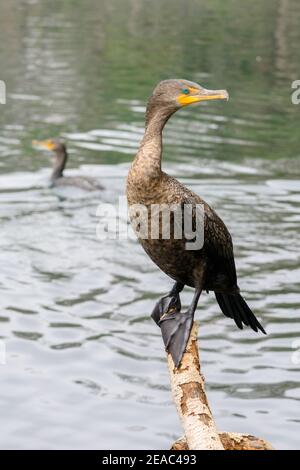 Kormoran mit Doppelcrestbeet, Phalacrocorax auritus, Ginnie Spring, High Springs, Gilchrist County, Florida, USA Stockfoto