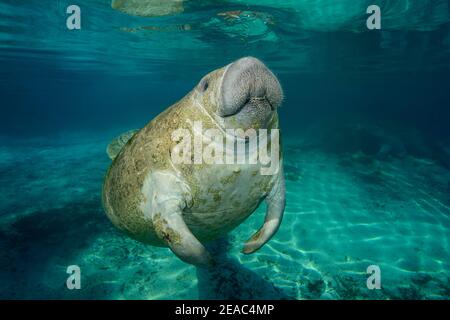 Florida Manatee (Trichechus manatus latirostris), Three Sisters, Kings Bay, Crystal River, Citrus County, Florida, USA Stockfoto