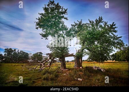 Elbtalaue in Niedersachsen, Deutschland, Biosphärenreservat, Baumskulptur, Baumtor Stockfoto