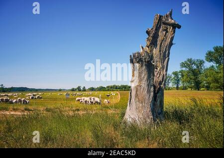 Elbtalaue in Niedersachsen, Deutschland, Biosphärenreservat bei Strachau, Baumskulptur auf einer Schafweide Stockfoto