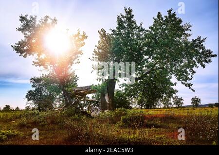 Elbtalaue in Niedersachsen, Deutschland, Biosphärenreservat, Baumtor, Rücklicht mit Sonne Stockfoto