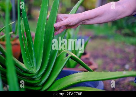 Ein Nahaufnahme Bild einer großen Aloe Vera Pflanze in einem Topf mit einem Landwirt ergreifend eines seiner Blätter, inspiziert es vor dem Schneiden. Stockfoto