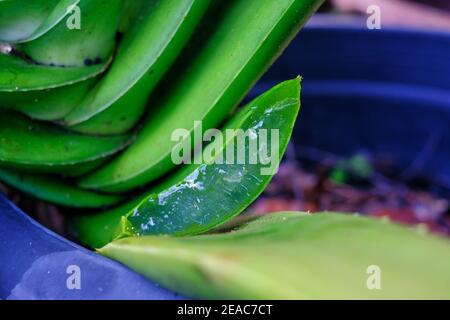 Eine Nahaufnahme einer großen Aloe Vera Pflanze in einem Topf mit einem Blatt geschnitten und klarem Gel in seinem Blatt tropft heraus. Stockfoto