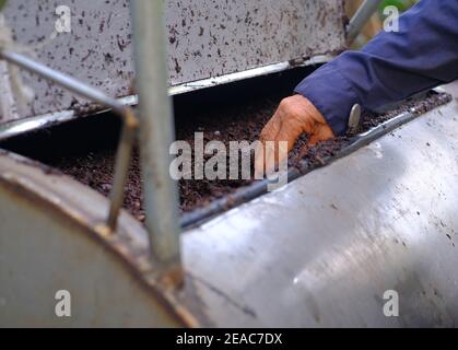 Ein Bauer greift und inspiziert einen Haufen Kompost, der aus Essensresten und Blättern besteht, in einem Metallfass, das zum Mischen des Kompostens verwendet wird. Stockfoto